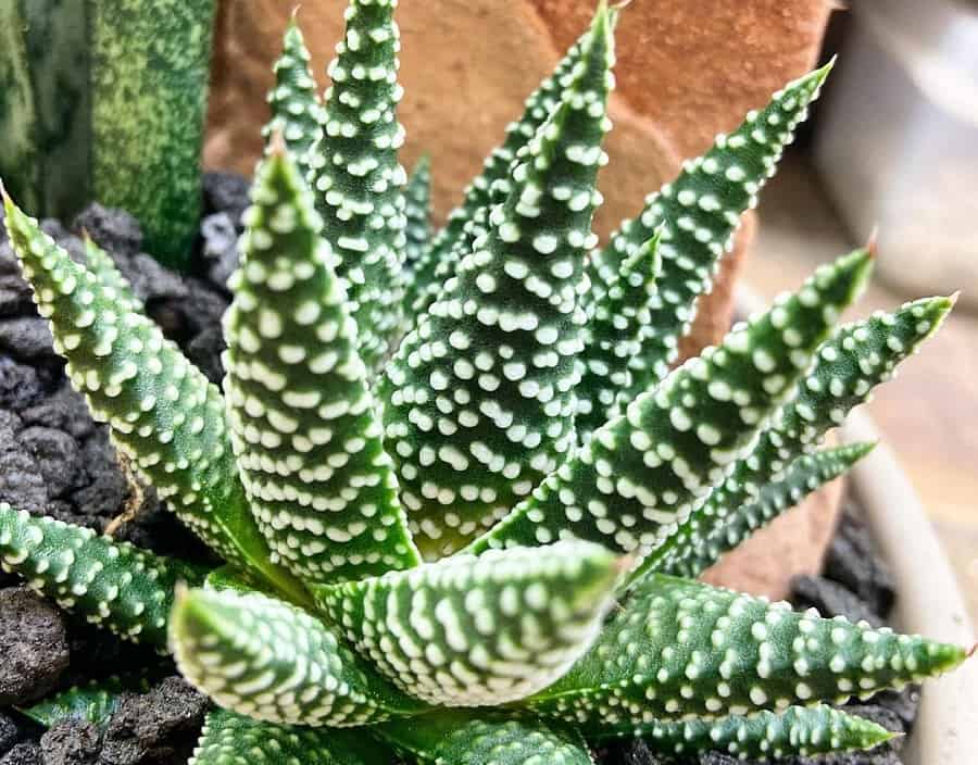 haworthia albert