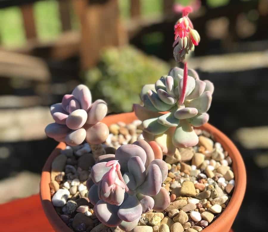 pachyphytum moonstones care