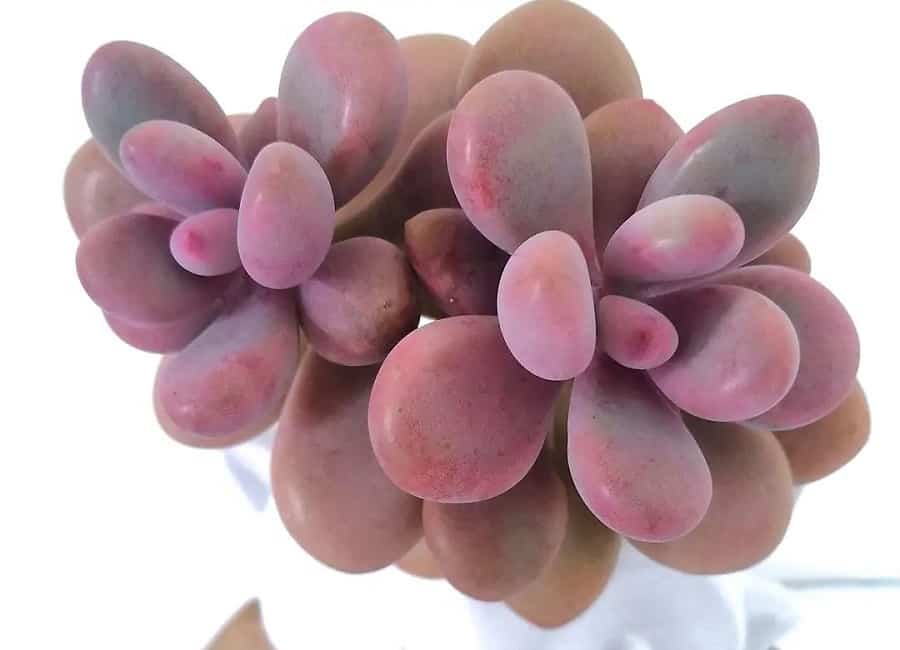 pachyphytum moonstones