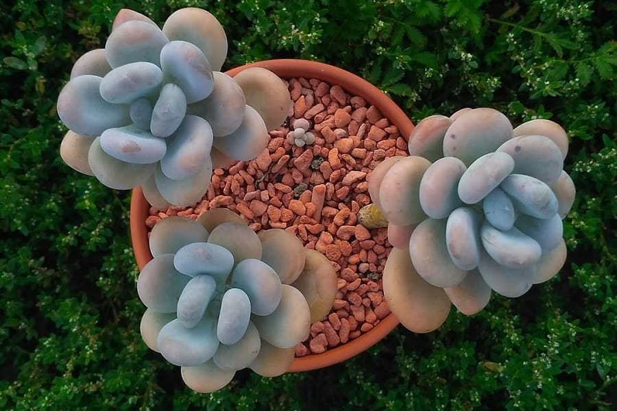 pachyphytum moonstones