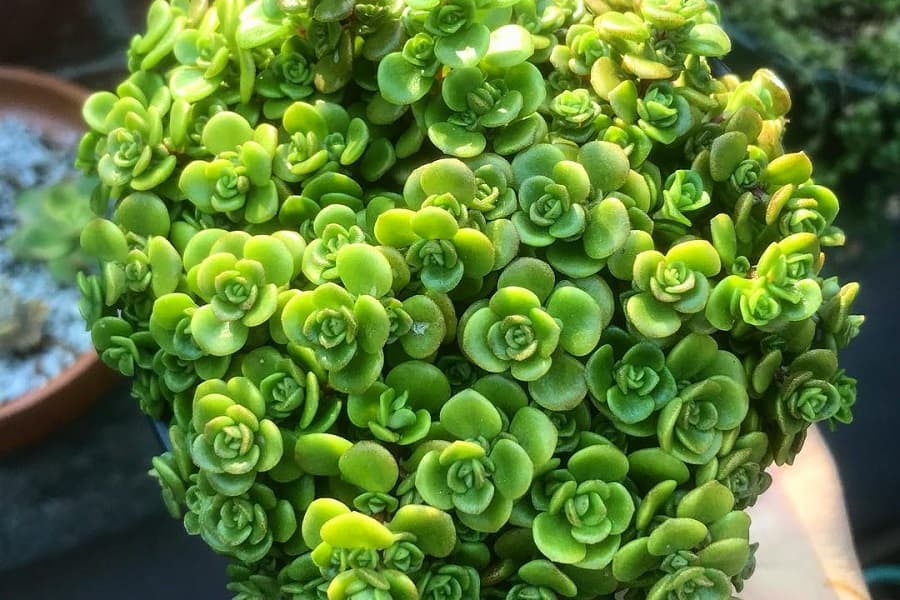 sedum makinoi limelight