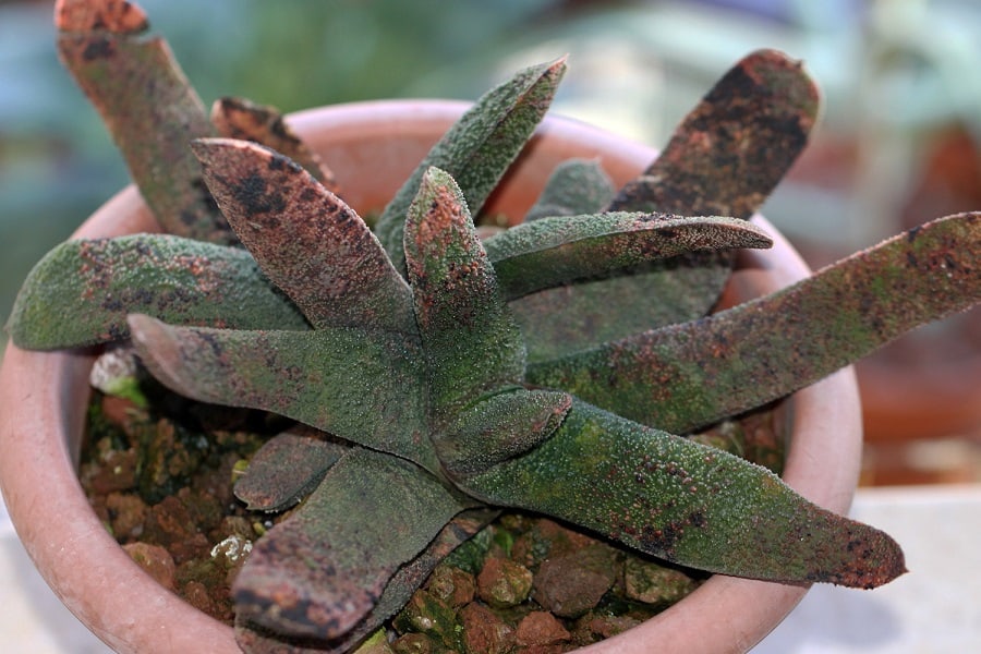 gasteria batesiana