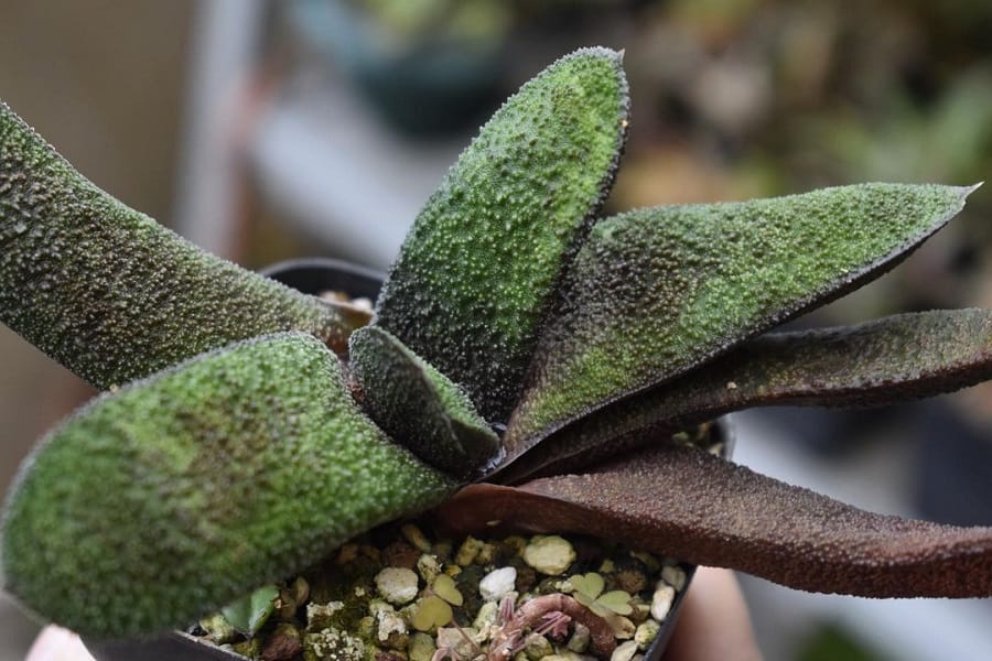 gasteria batesiana succulent