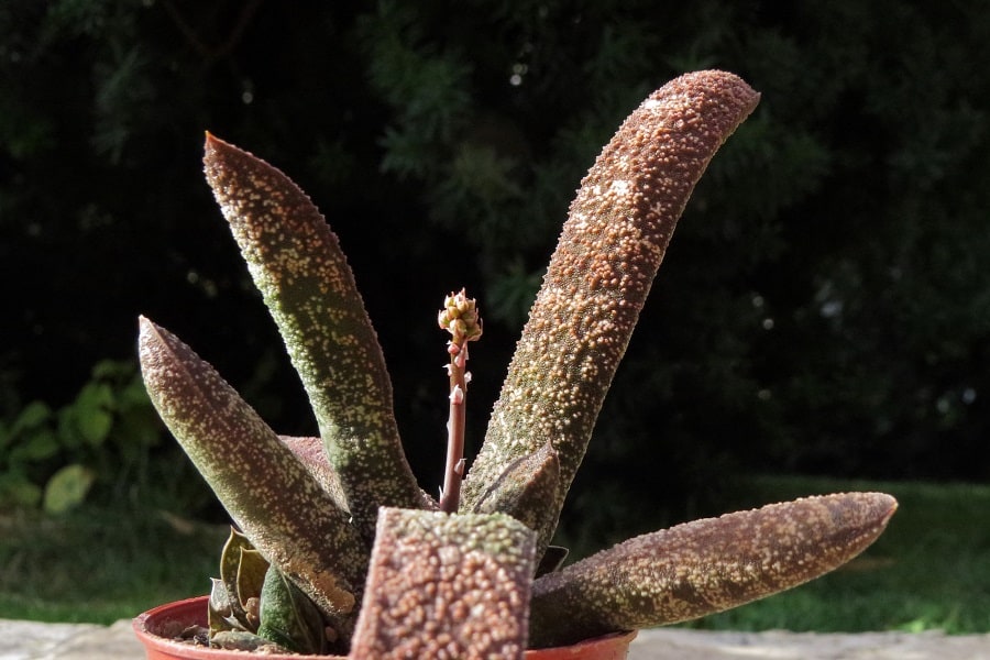 gasteria batesiana