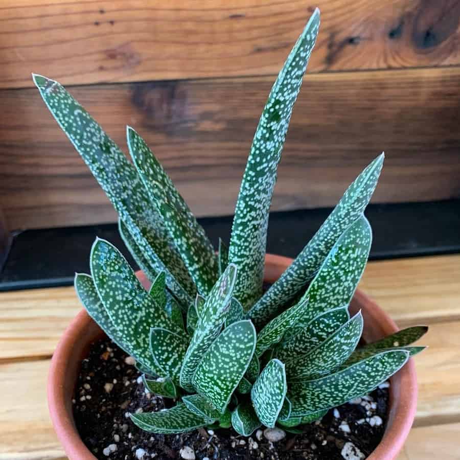 gasteria maculata