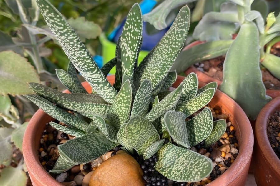 gasteria maculata