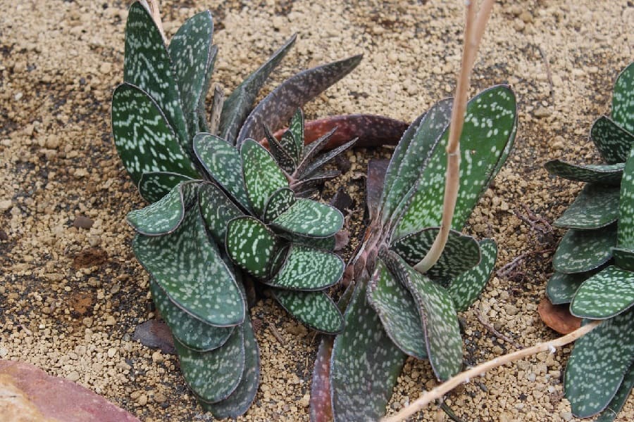 gasteria maculata