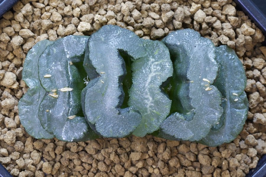 haworthia truncata care