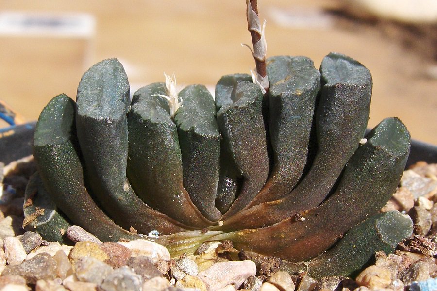 haworthia truncata care