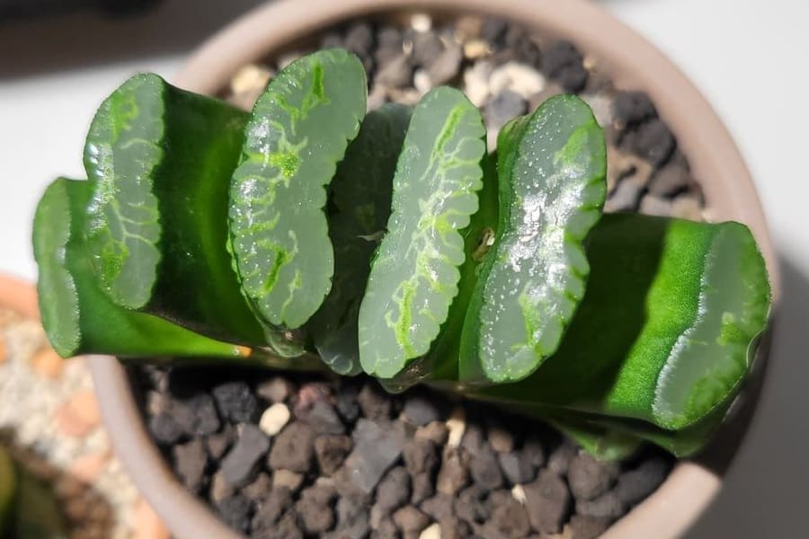 haworthia truncata care