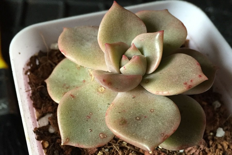 how to get rid of succulent fungus