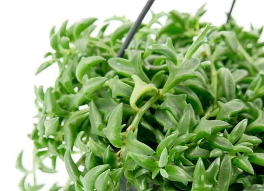 how to propagate senecio peregrinus