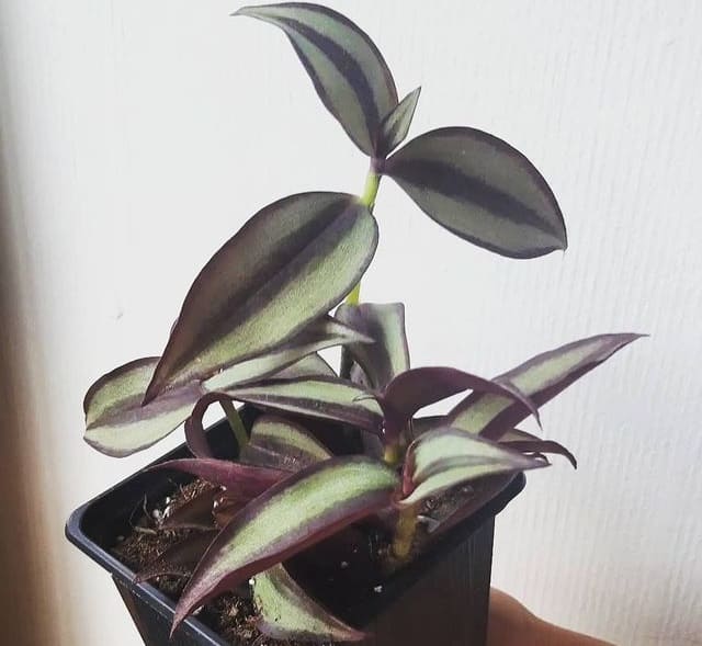 how to propagate wandering jew in soil