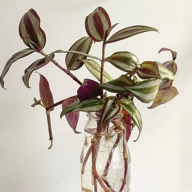 how to propagate wandering jew in water