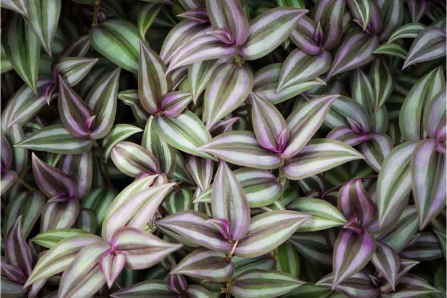 how to propagate wandering jew