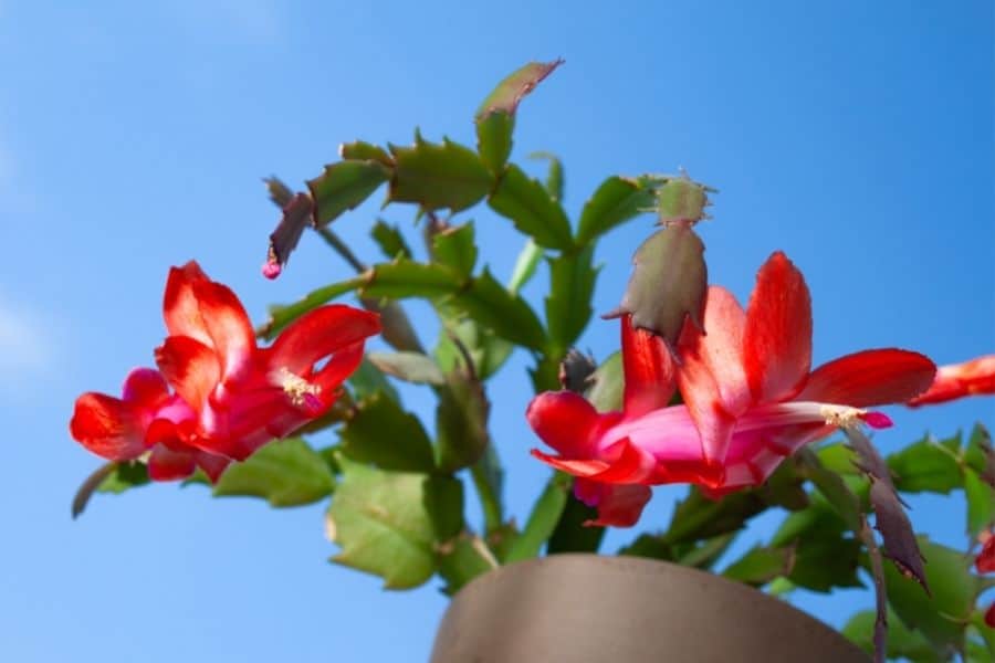 how to prune a christmas cactus