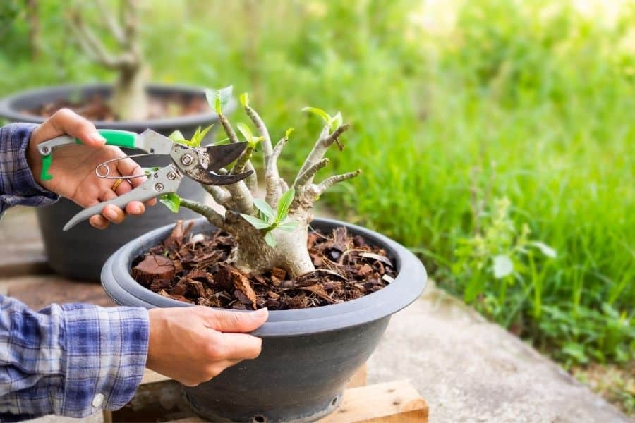 how to prune desert rose