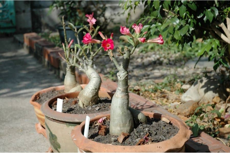 how to prune adenium