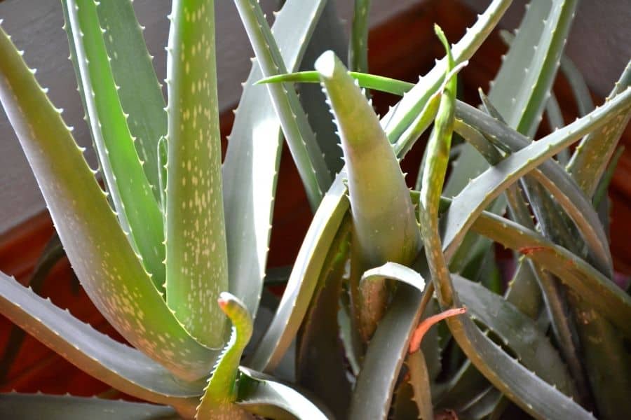 how to prune aloe