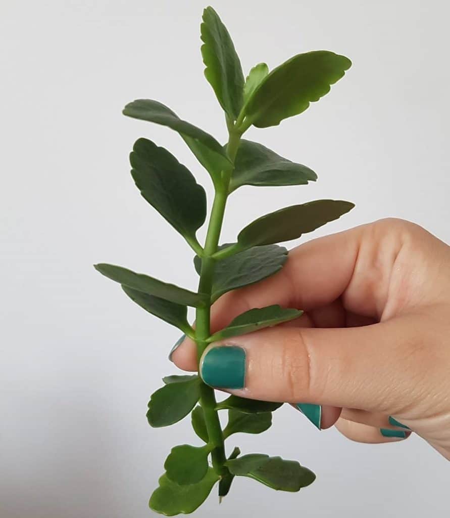 kalanchoe cutting