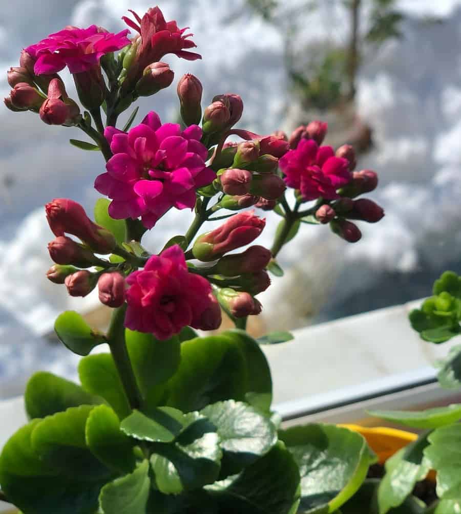 kalanchoe propagation care