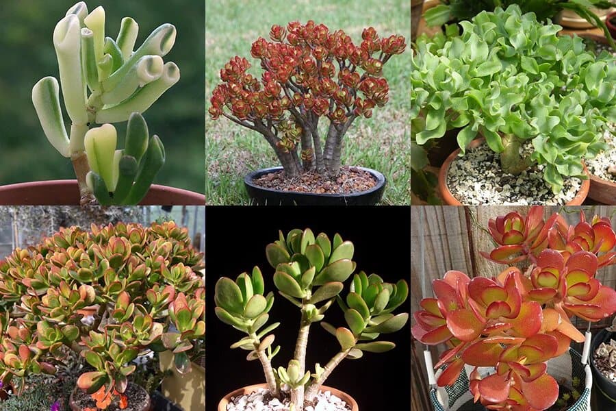 kinds of jade plants