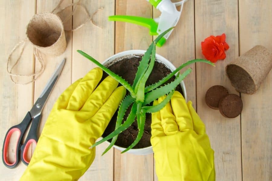 planting aloe plant