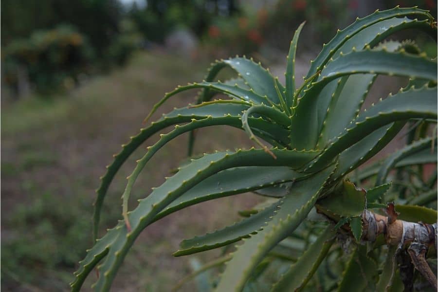 pruning aloe plants