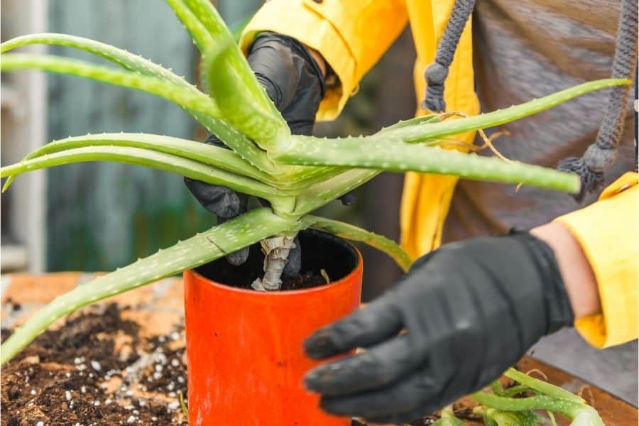 repot aloe plant