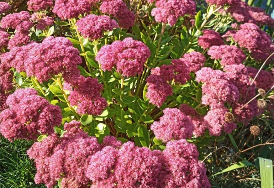 sedum red canyon