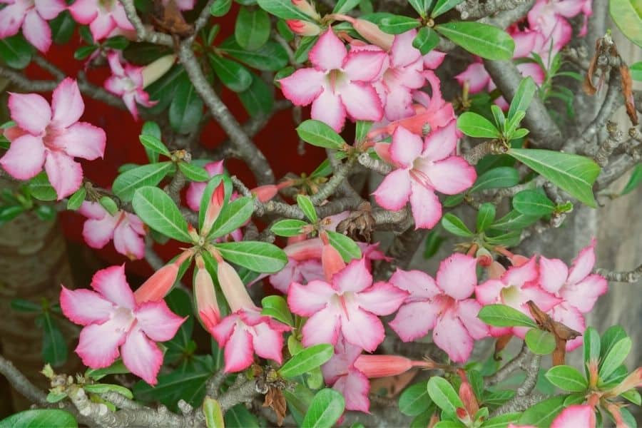 should a desert rose be pruned