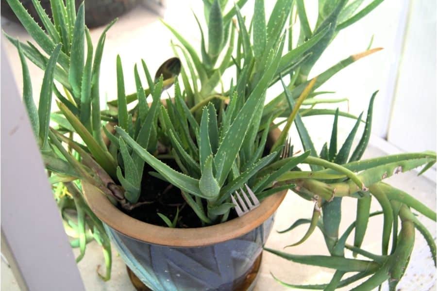 should you trim aloe plants