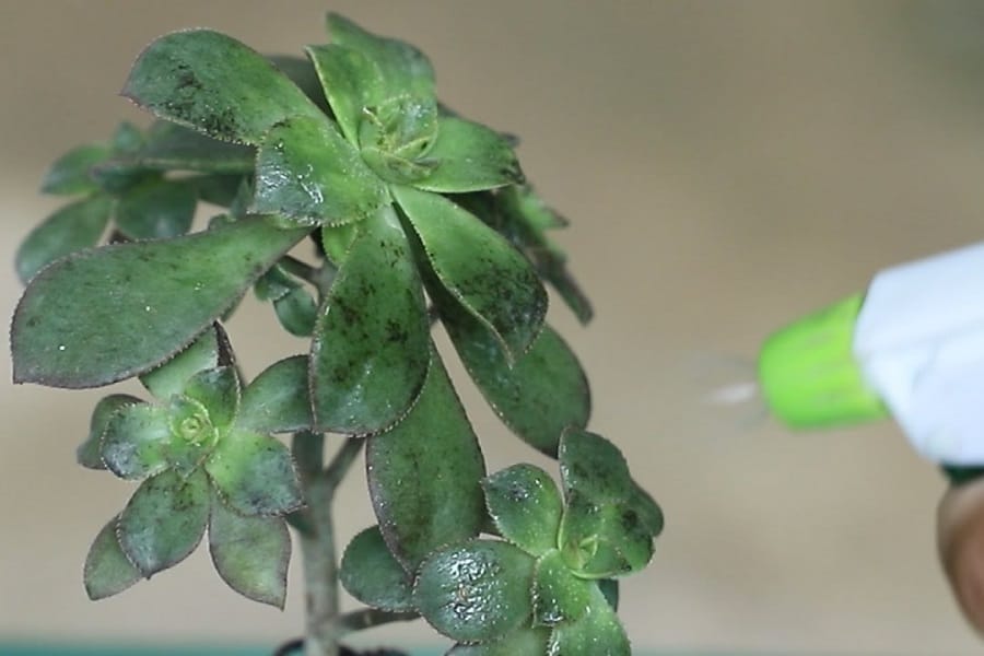 spraying succulent fungus