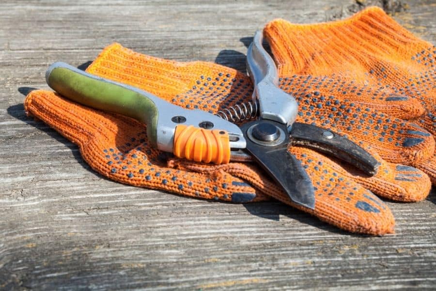 tools for pruning desert rose