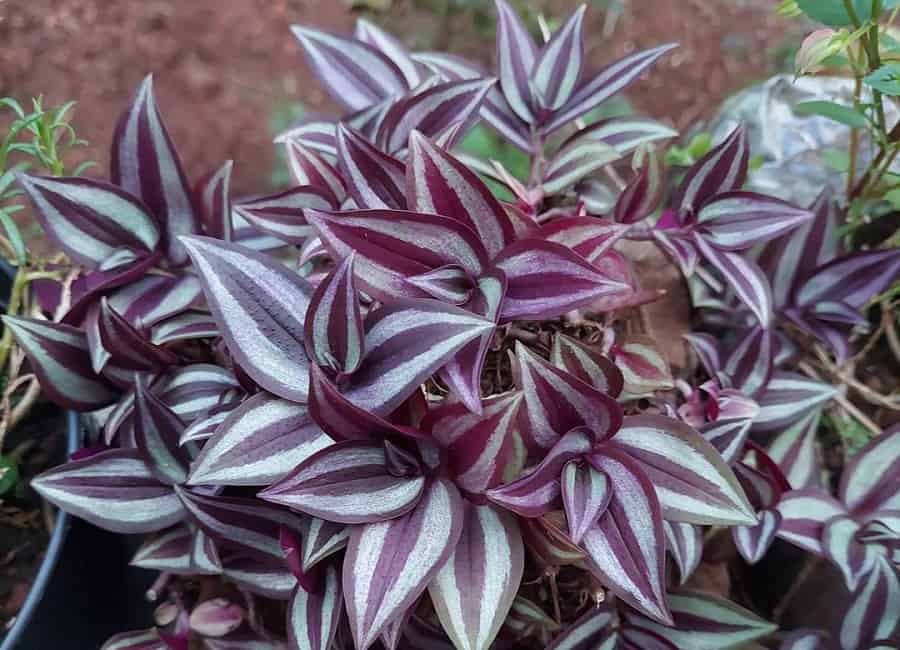 tradescantia zebrina