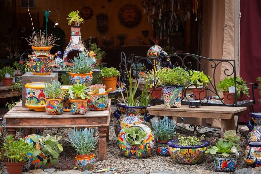 types of succulents for outdoors