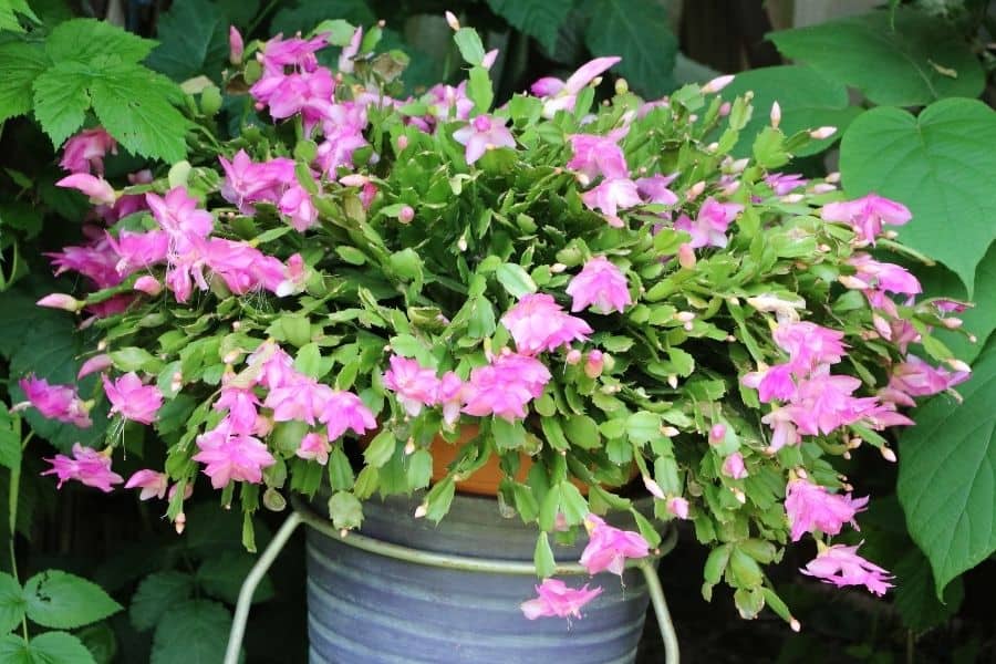why prune a christmas cactus