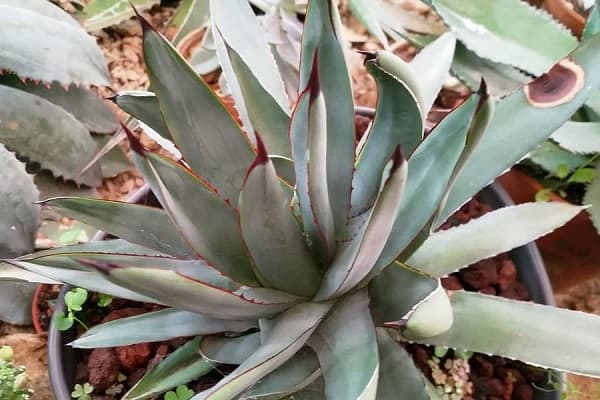 agave blue emperor