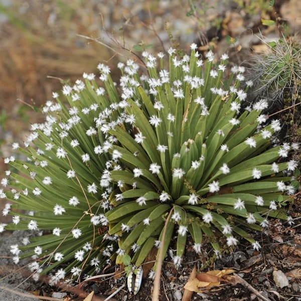 agave albopilosa