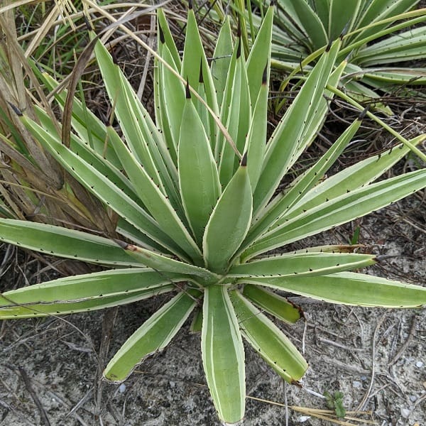 agave angustifolia