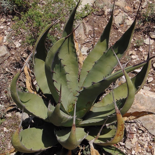 agave asperrima