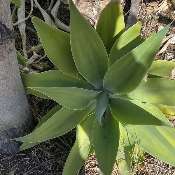 agave attenuata