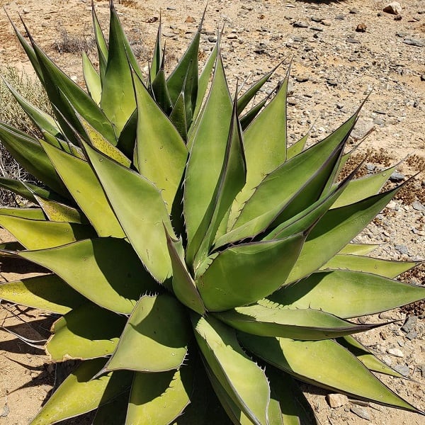 agave avellanidens