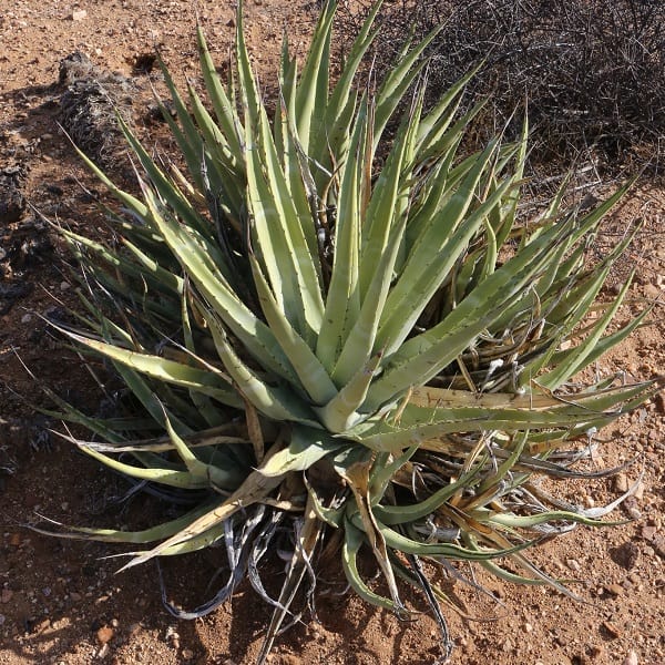 agave cerulata