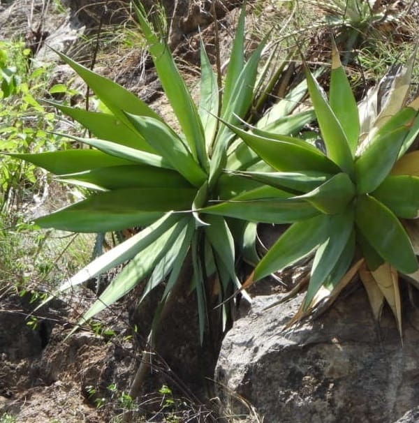 agave chazaroi