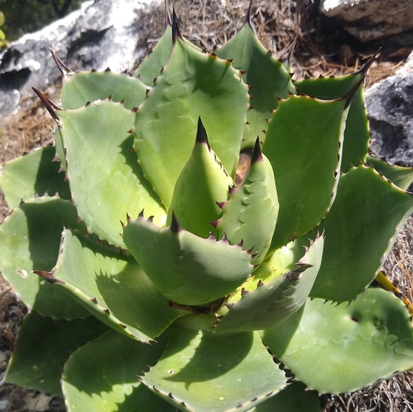 agave chiapensis