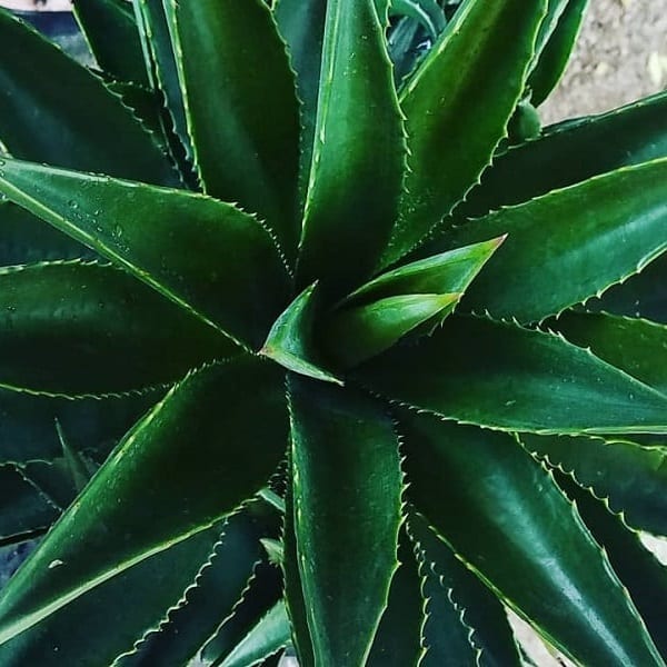 agave decipiens