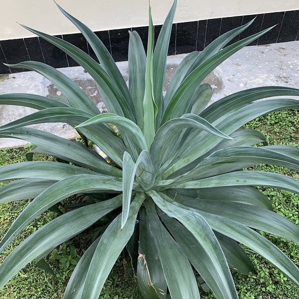 agave desmettiana