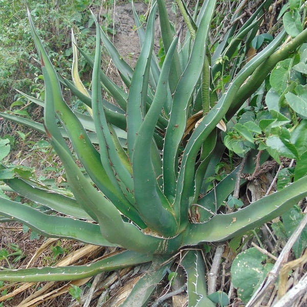 agave difformis