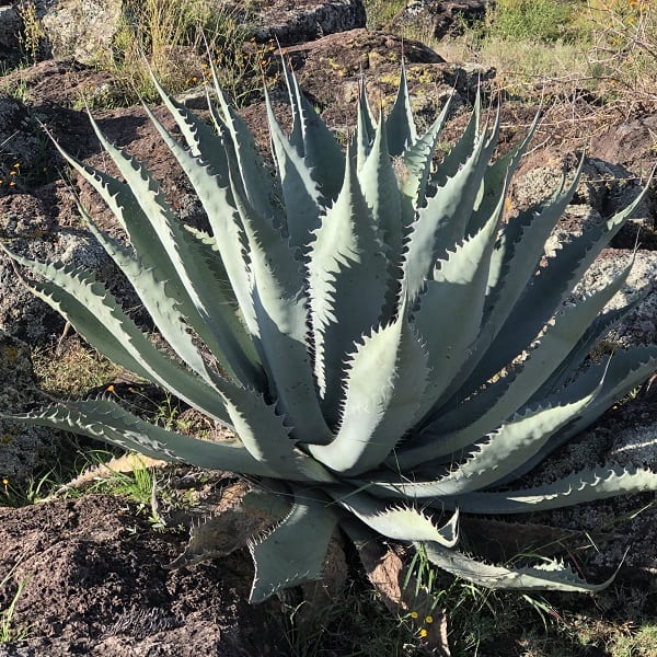 agave durangensis